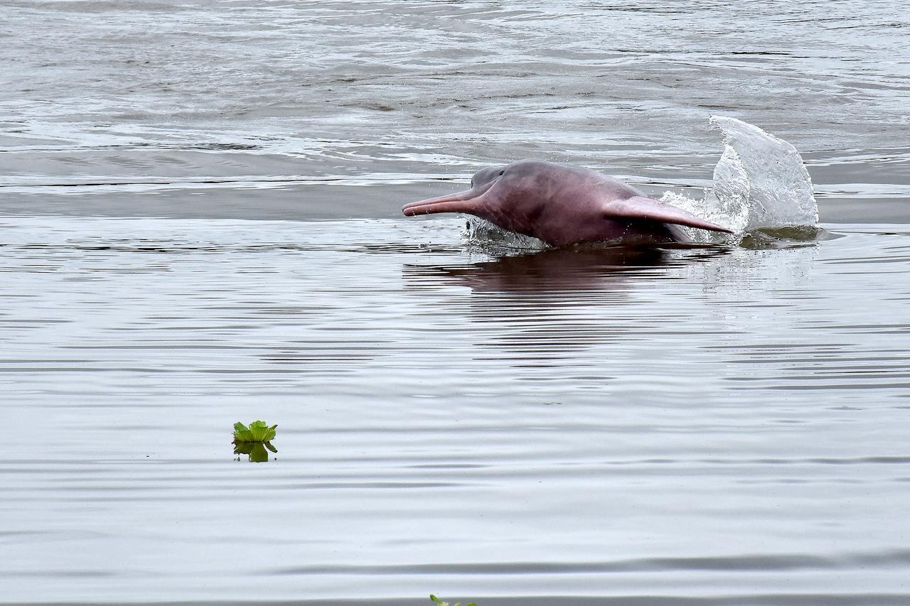 Yaku Amazon Lodge & Expeditions Paraíso المظهر الخارجي الصورة