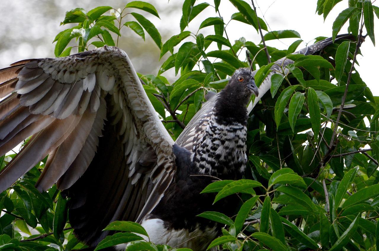 Yaku Amazon Lodge & Expeditions Paraíso المظهر الخارجي الصورة