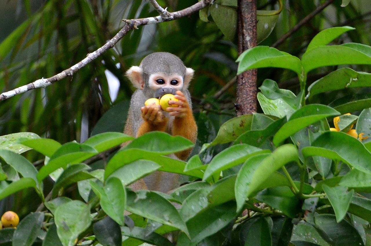 Yaku Amazon Lodge & Expeditions Paraíso المظهر الخارجي الصورة
