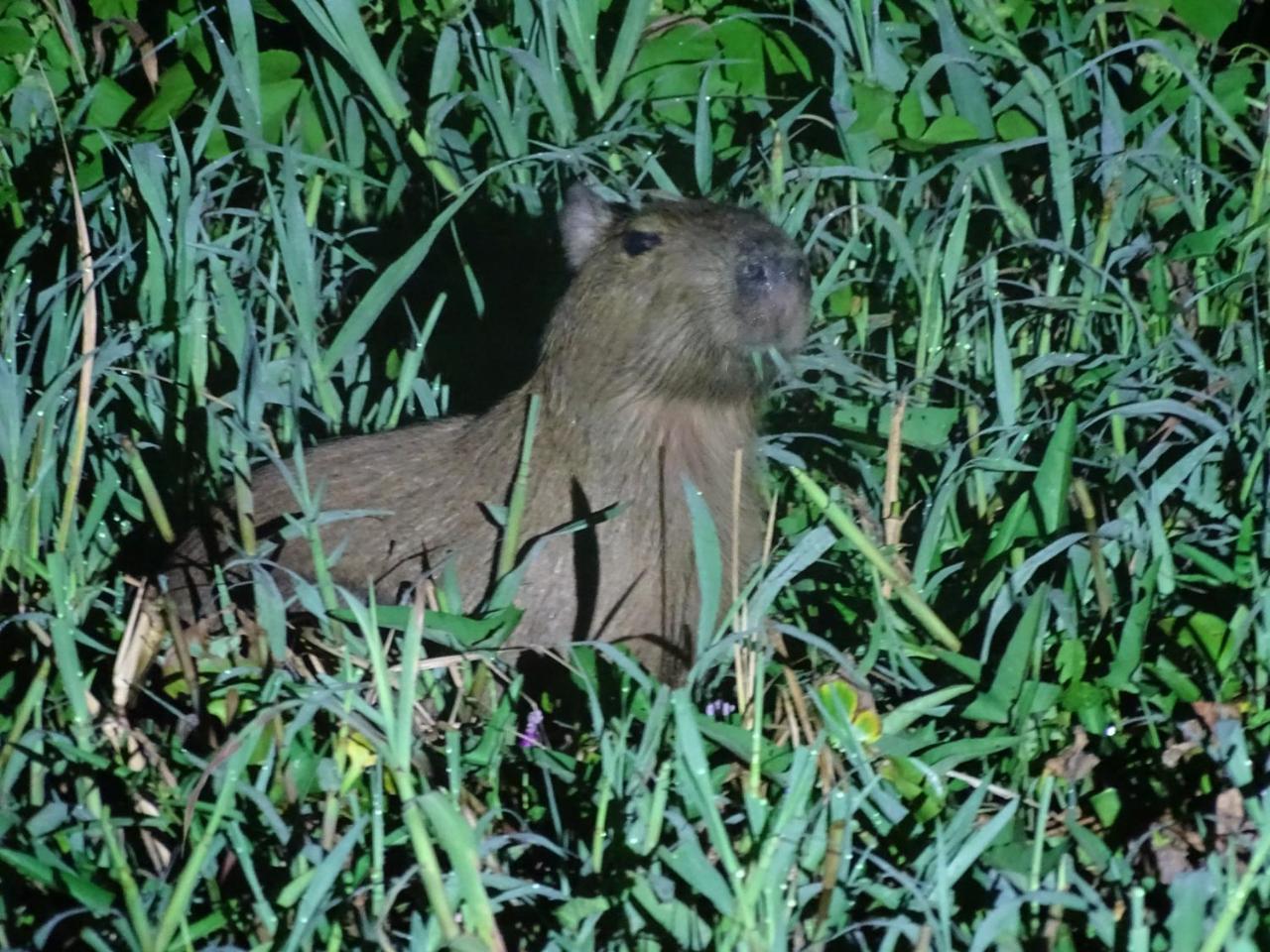 Yaku Amazon Lodge & Expeditions Paraíso المظهر الخارجي الصورة